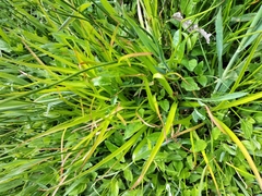Broadleaf rush (Juncus planifolius)