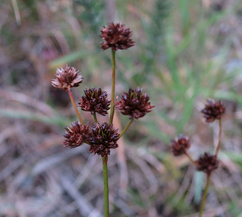 Broadleaf rush (Juncus planifolius)