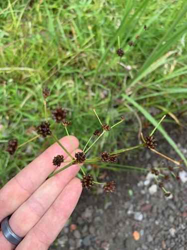 Broadleaf rush (Juncus planifolius)