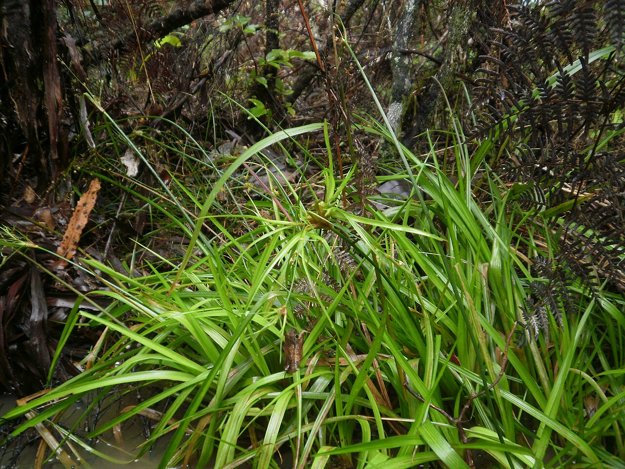 Broadleaf rush: Juncus planifolius, grass-leaved rush, broad-leaf Rush, in Upper Hutt beech forest, Wellington, New Zealand