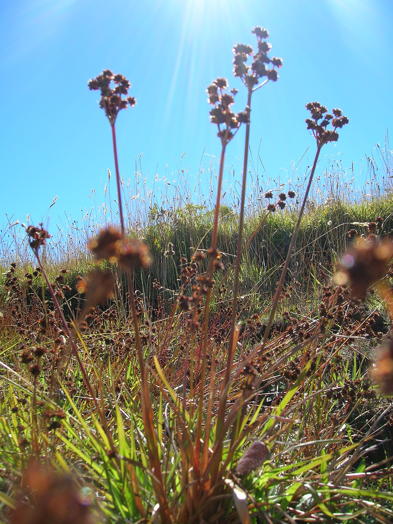 Broadleaf rush: Juncus planifolius (habit). Location: Maui, Kahakapao Gulch