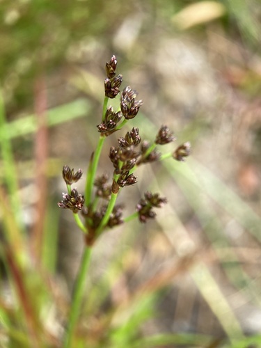 Broadleaf rush (Juncus planifolius)
