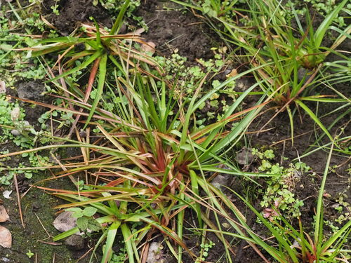 Broadleaf rush (Juncus planifolius)