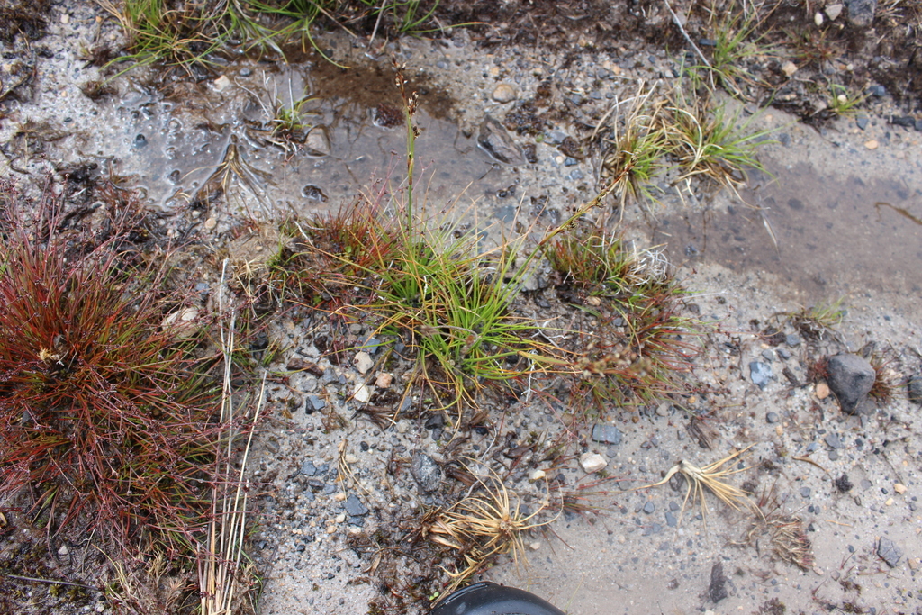 Broadleaf rush (Juncus planifolius)