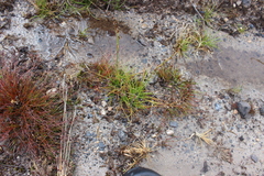 Broadleaf rush (Juncus planifolius)