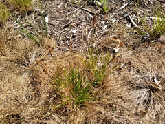 Broadleaf rush (Juncus planifolius)
