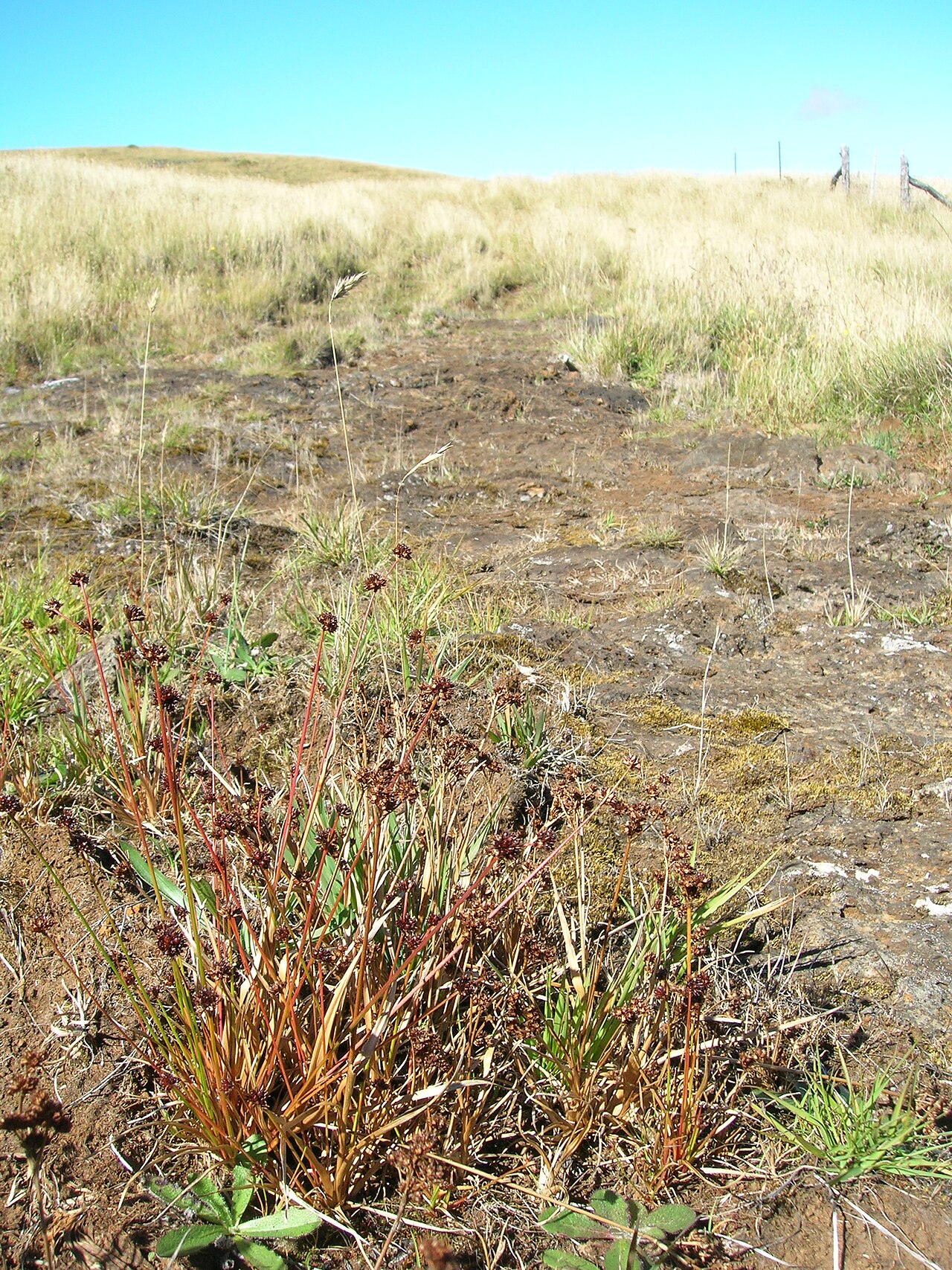 Broadleaf rush: Juncus planifolius (habit). Location: Maui, Kahakapao Gulch