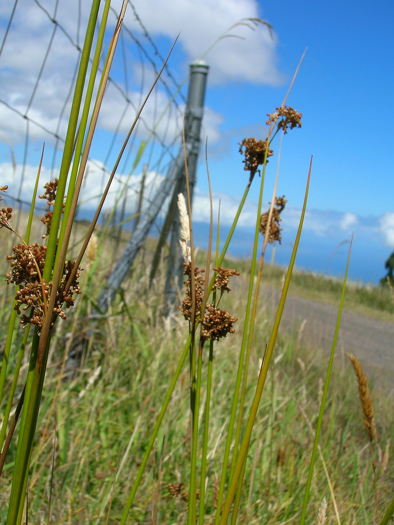 Juncus polyanthemus: Juncus polyanthemos (seeds). Location: Maui, Kahakapao Gulch