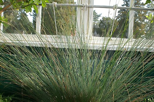 Juncus polyanthemus: Location taken: the New York Botanical Garden. Names: Juncus polyanthemus Buchenau, Australian Gray Rus Classification: Plantae > Magnoliophyta > Liliopsida > P