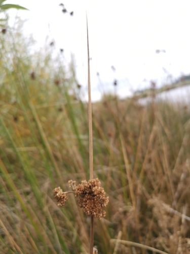 Juncus procerus (Juncus procerus)