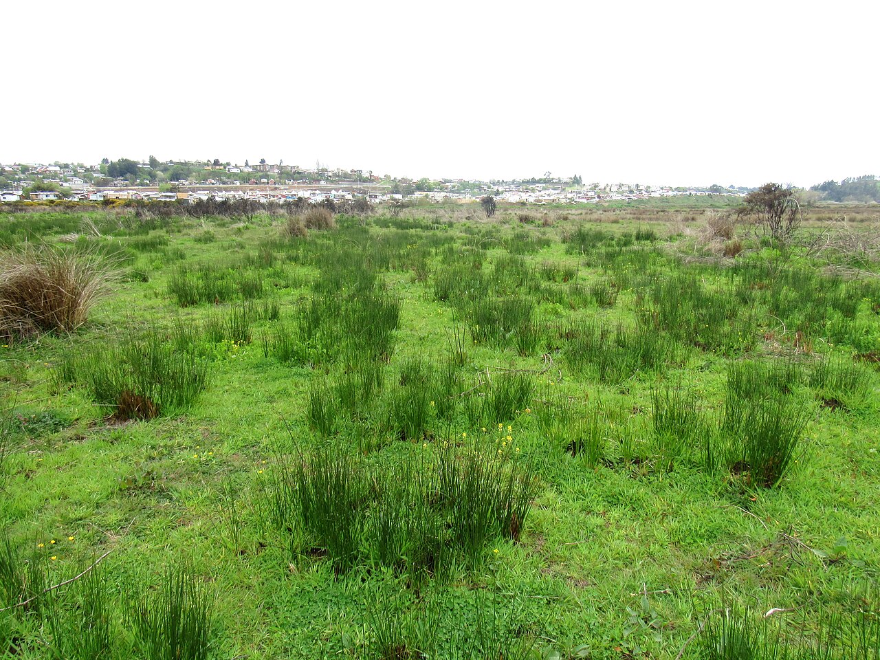 Juncus procerus: Junquillo
