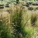 Juncus procerus (Juncus procerus)