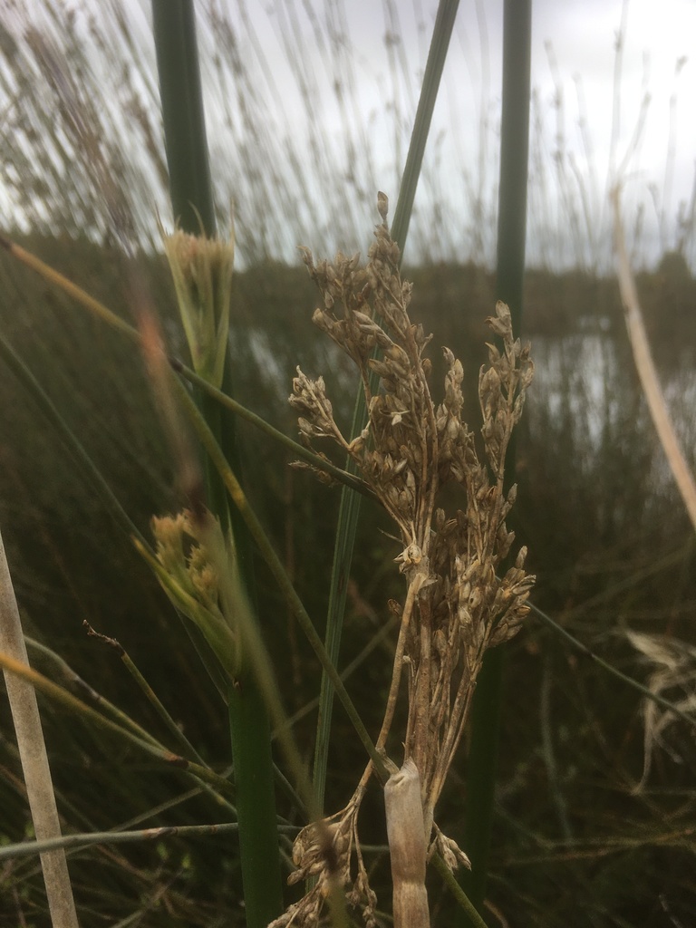 Juncus procerus (Juncus procerus)