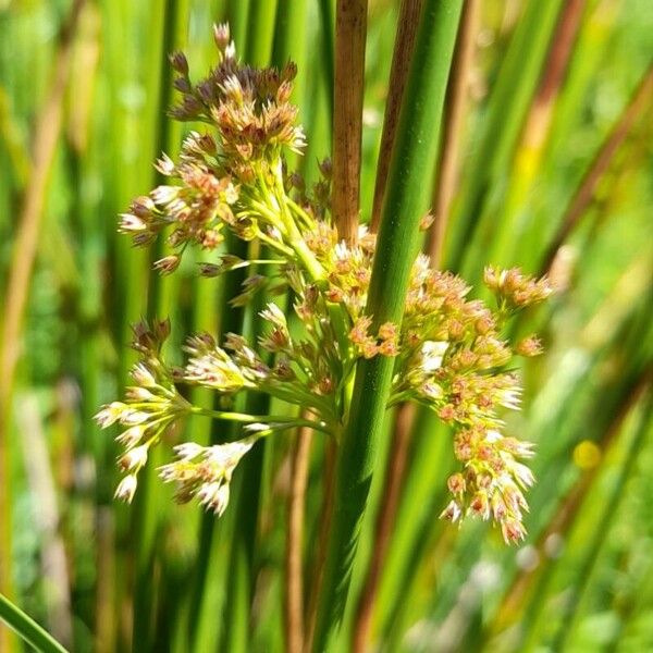 Juncus procerus (Juncus procerus)