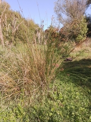Juncus procerus (Juncus procerus)