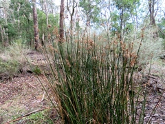 Juncus procerus (Juncus procerus)