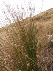 Juncus procerus (Juncus procerus)