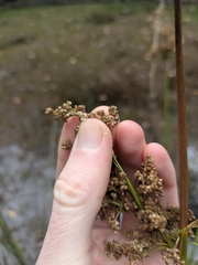 Juncus procerus (Juncus procerus)