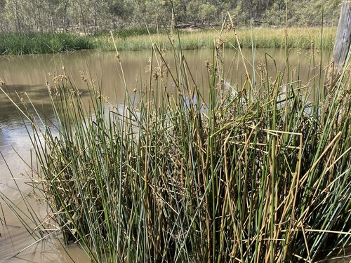 Juncus procerus (Juncus procerus)