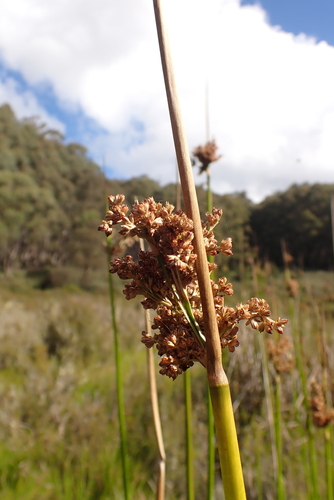 Juncus procerus (Juncus procerus)