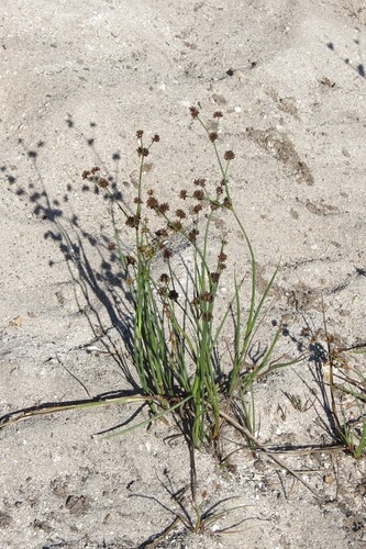Juncus punctorius (Juncus punctorius)