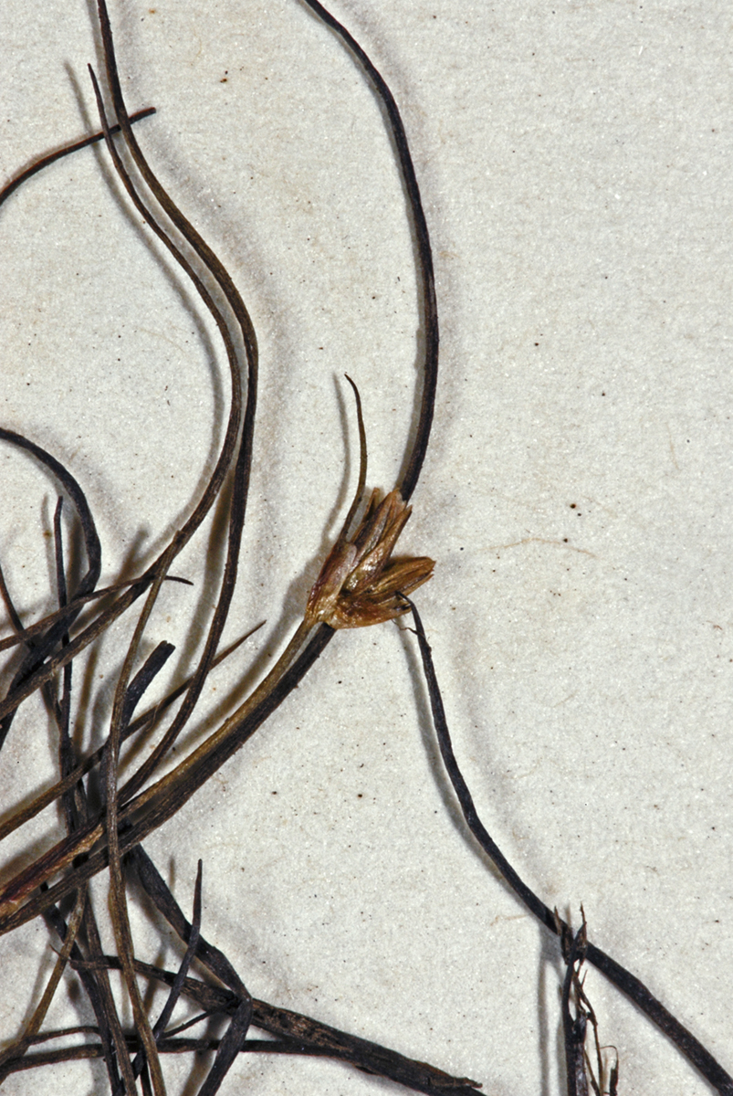 Juncus pusillus (Juncus pusillus)