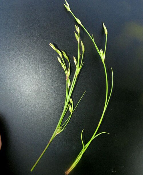 Juncus ranarius: Juncus ambiguus