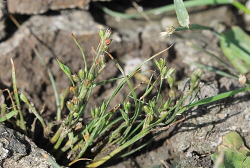 Juncus ranarius: Juncus ambiguus