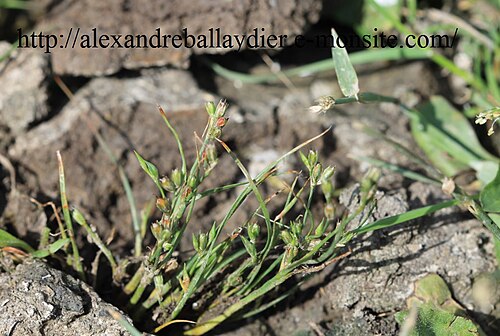 Juncus ranarius: Juncus ambiguus