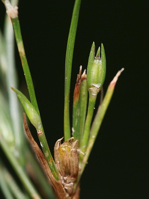 Juncus ranarius: Frosch-Binse
