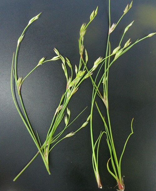 Juncus ranarius: Juncus ambiguus