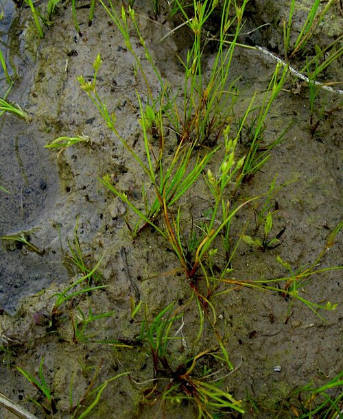 Juncus ranarius: Juncus ambiguus