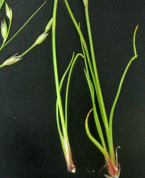 Juncus ranarius: Juncus ambiguus