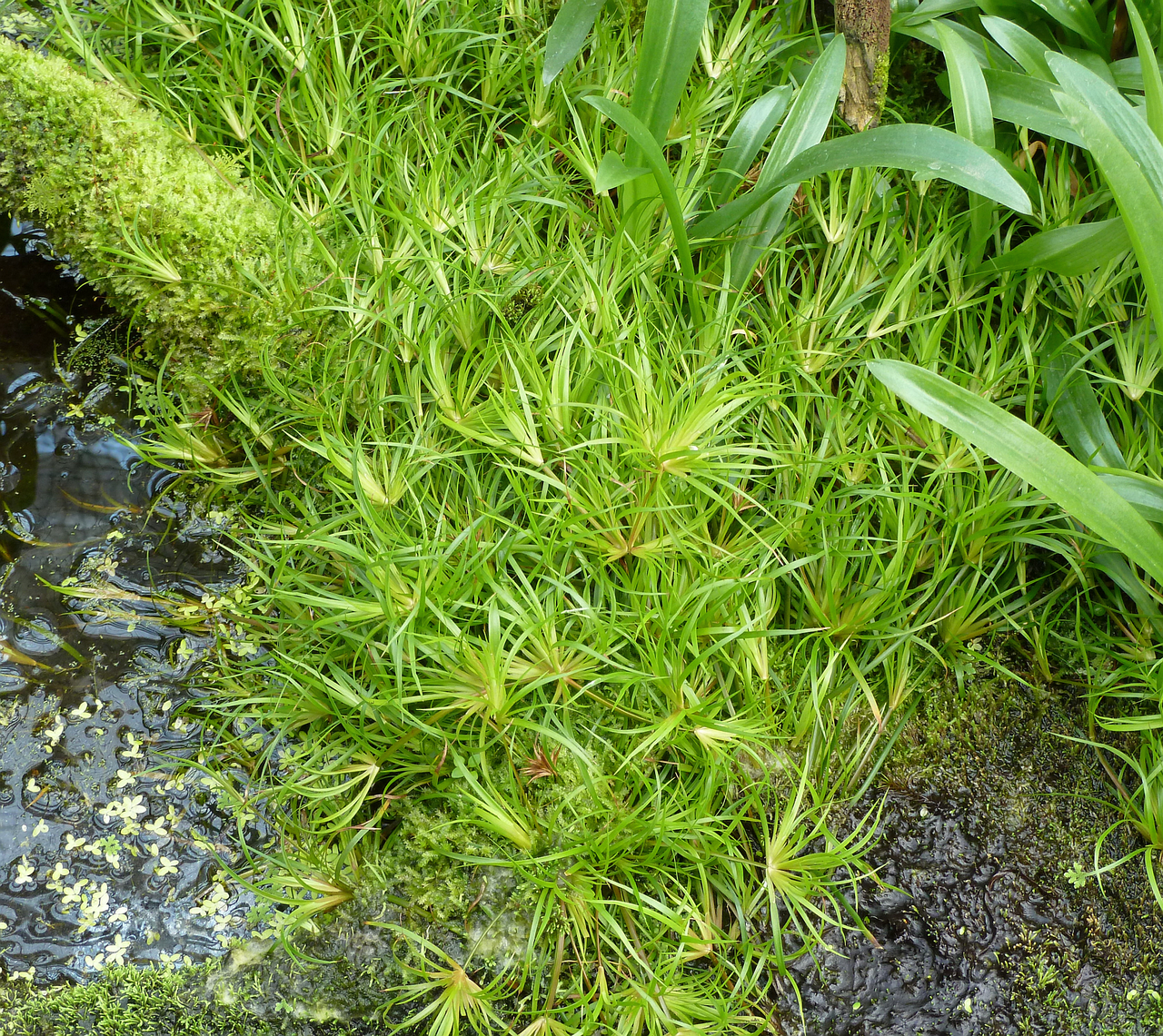 Lesser creeping rush: Juncus repens , Botanischer Garten München-Nymphenburg, Munich, Germany