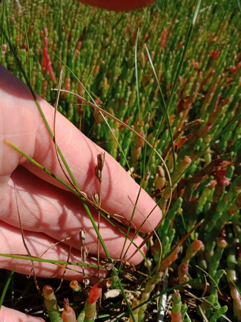 Juncus revolutus (Juncus revolutus)