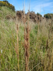 Juncus sarophorus (Juncus sarophorus)
