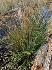 Juncus sarophorus (Juncus sarophorus)