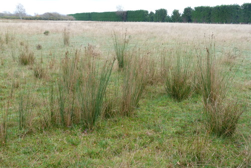 Juncus sarophorus (Juncus sarophorus)