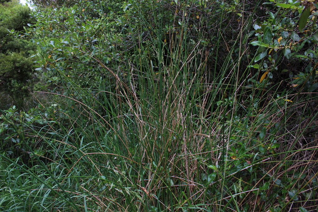 Juncus sarophorus (Juncus sarophorus)