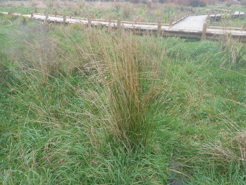 Juncus sarophorus (Juncus sarophorus)
