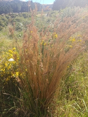 Juncus sarophorus (Juncus sarophorus)