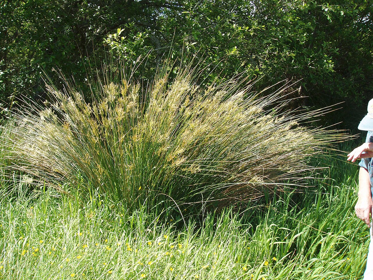 Juncus sarophorus (Juncus sarophorus)