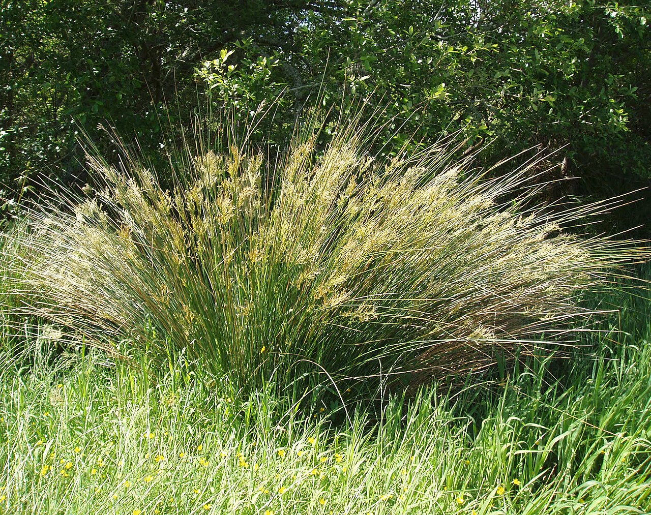 Juncus sarophorus (Juncus sarophorus)