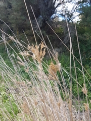 Juncus sarophorus (Juncus sarophorus)