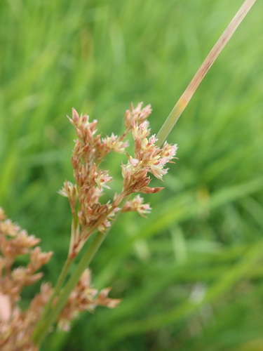Juncus sarophorus (Juncus sarophorus)