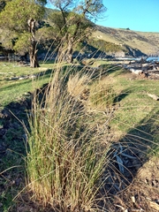 Juncus sarophorus (Juncus sarophorus)