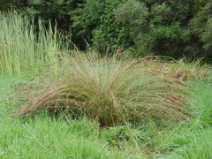 Juncus sarophorus (Juncus sarophorus)