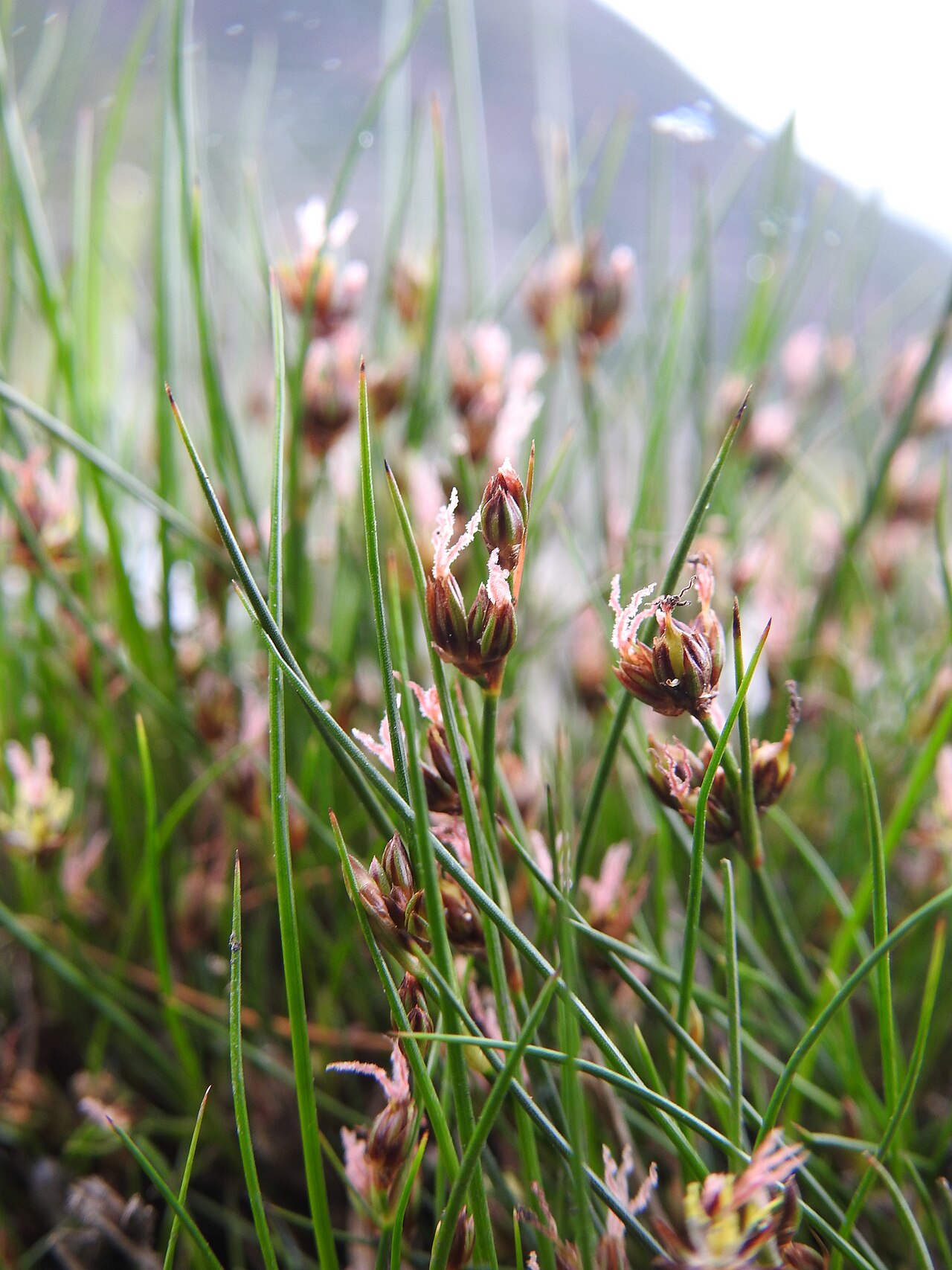 Juncus scheuchzerioides: Native rush ( Juncus scheuchzerioides ) in Argentina