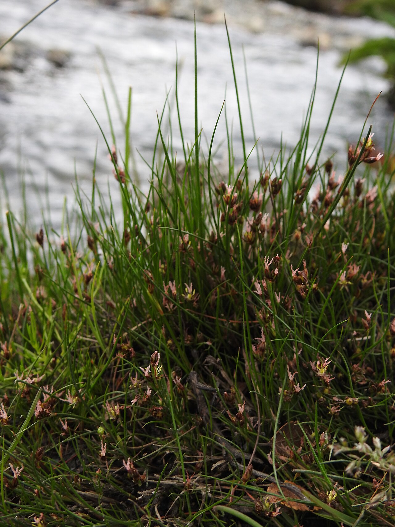 Juncus scheuchzerioides: Native rush ( Juncus scheuchzerioides ) in Argentina