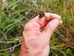 Juncus sonderianus (Juncus sonderianus)